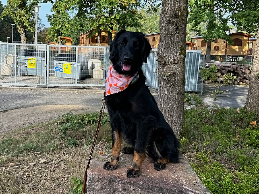 Ein schwarz-brauner Hund mit einem rot-weißen Halstuch sitzt auf einem Stein vor einem eingezäunten Baugebiet mit Holzgebäuden in der Nähe.
