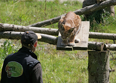 Een man met een jas en pet staat voor een lynx op een houten platform, ondersteund door boomstammen, in een buitenverblijf.