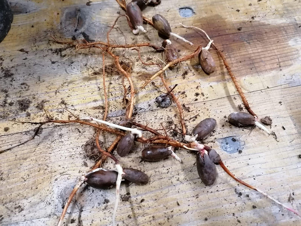 Mehrere keimende Dattelsamen mit sich bildenden Wurzeln und Trieben werden auf einer mit Erde bedeckten Holzfläche ausgebreitet.