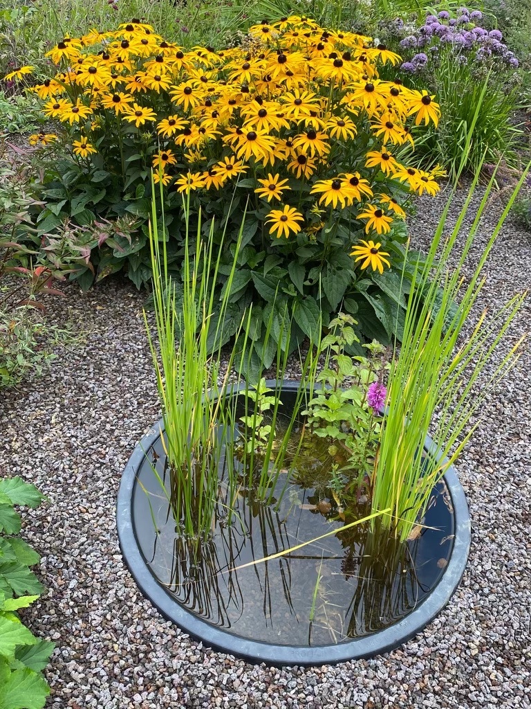 Ein kleiner runder Gartenteich mit hohen Gräsern ist von Kies umgeben, und im Hintergrund blüht die leuchtend gelbe Schwarzäugige Susanna.