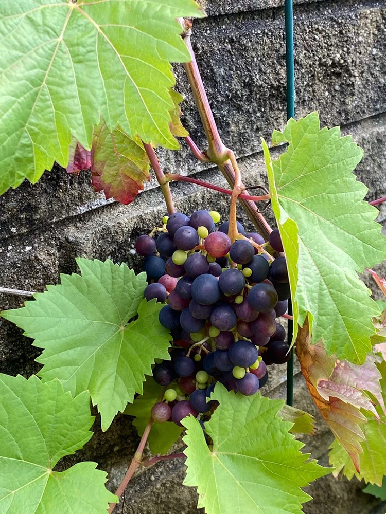 Eine Traube mit dunkelvioletten und einigen grünen Trauben, umgeben von grünen Blättern, hängt an einem Weinstock an einer Steinmauer.