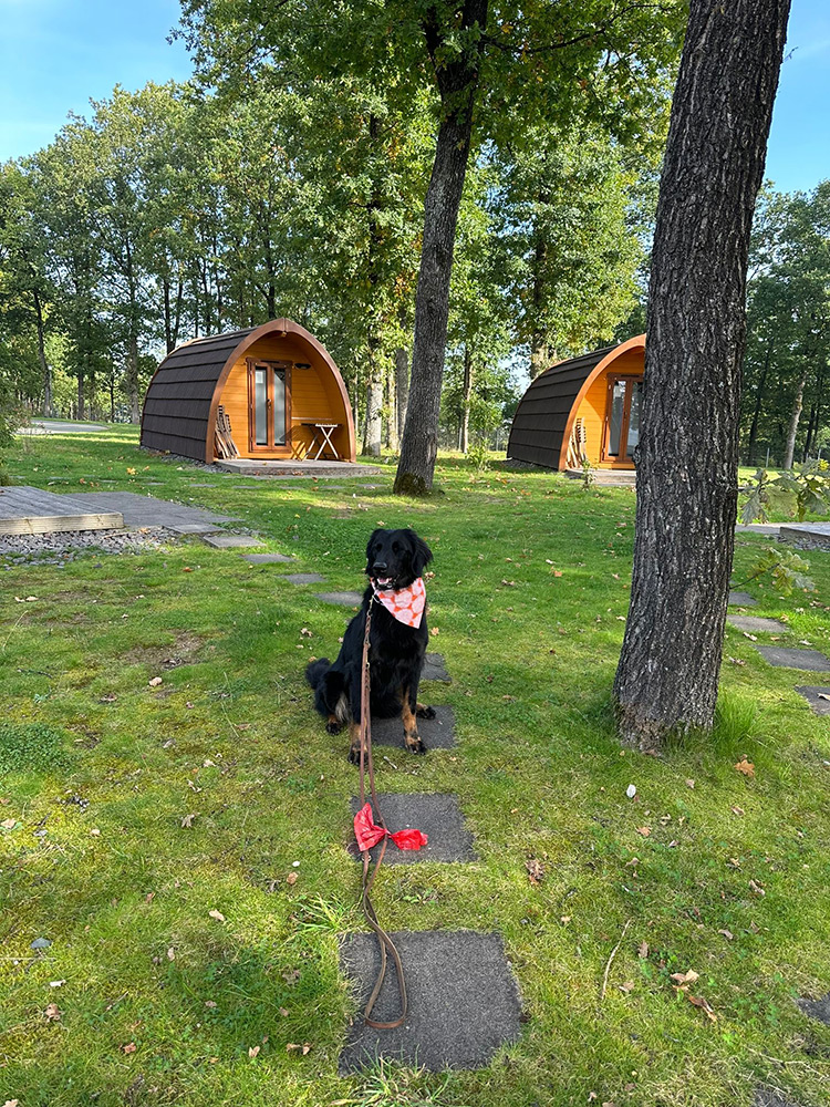 Ein schwarzer Hund mit einem rosafarbenen Halstuch sitzt auf einem Steinweg vor zwei gemütlichen Holzhütten zwischen hohen Bäumen und grünem Gras.