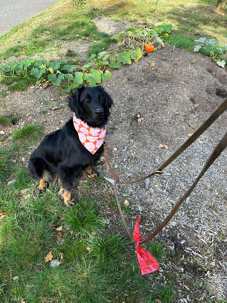 Ein schwarzer Hund mit gemustertem Halstuch sitzt im Gras und ist an einer Leine mit einem roten Müllbeutel befestigt. Im Hintergrund wachsen eine Kürbisranke und ein kleiner orangefarbener Kürbis, die einen Hauch von Herbstcharme versprühen.