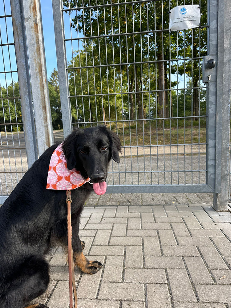 Ein schwarzer Hund mit einem rot-weißen Halstuch sitzt auf einer gepflasterten Fläche vor einem geschlossenen Metalltor und blickt in die Kamera.