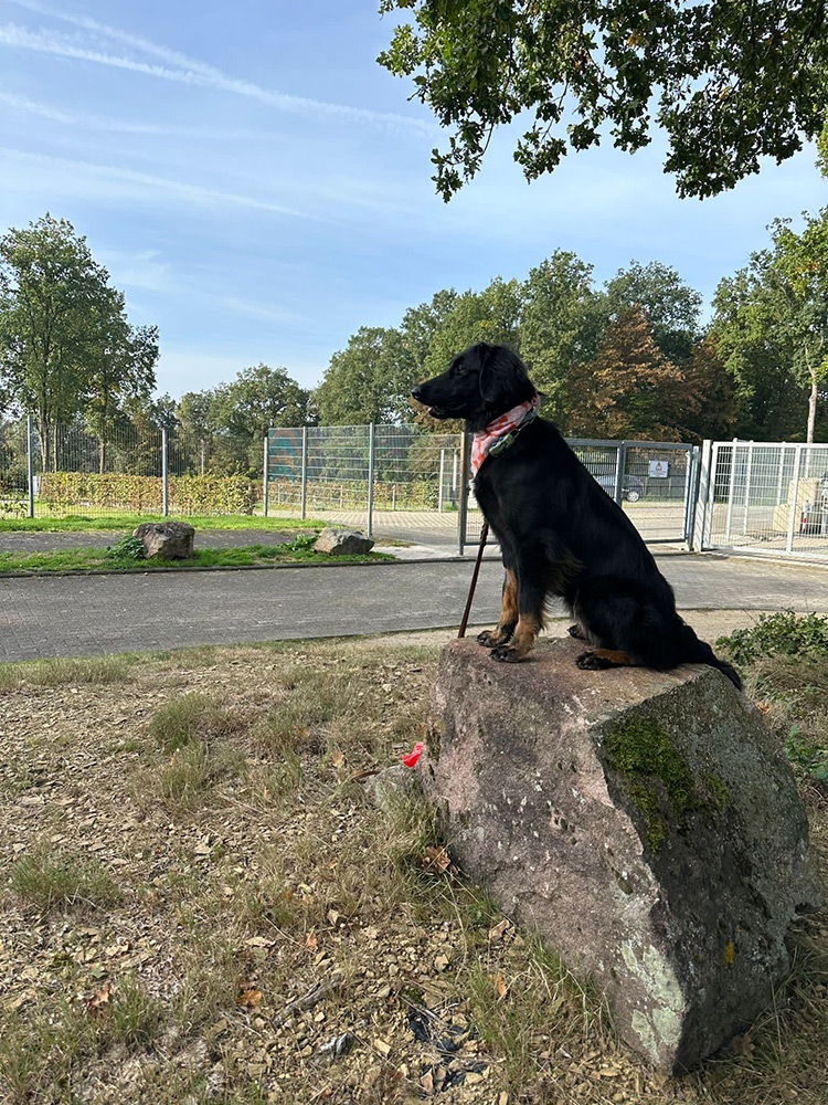 Ein schwarzer Hund mit einem rosafarbenen Halsband sitzt an einem sonnigen Tag auf einem großen Felsen in der Nähe eines eingezäunten Bereichs in einem friedlichen Park.